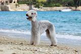 BEDLINGTON TERRIER 052